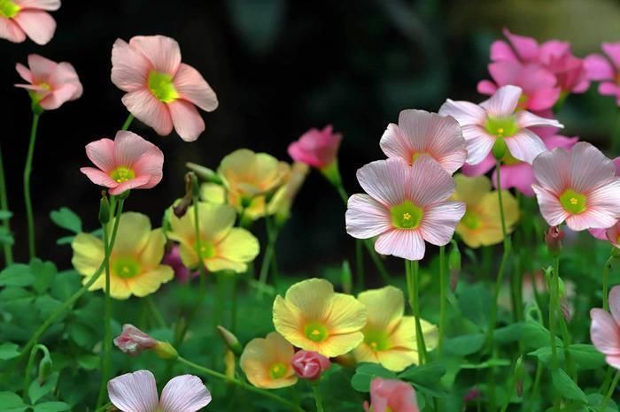 酢浆草|酢浆草可是潜力股,每次开花一大片,冬天不开花,3点原因在搞鬼