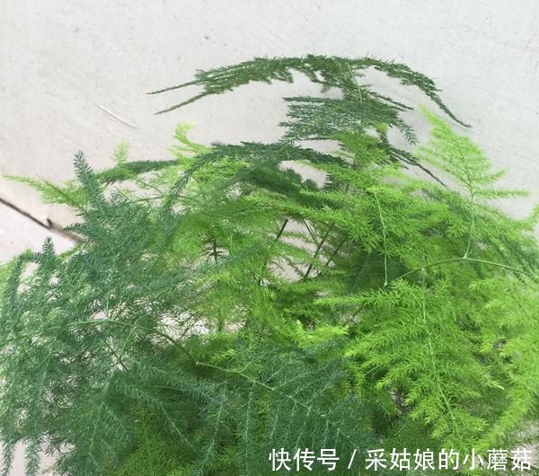 云竹盆景的正确栽培方法有哪些,这里知道来看看吧!