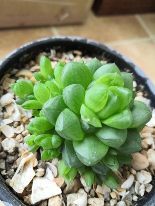 入春想“控养”多肉，满足“三前提”，憋出一圈崽，养成肉墩子