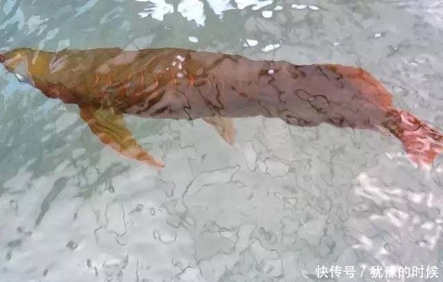 鱼缸和池还可以这样结合?只能说很有想法,有钱我也搞一个!