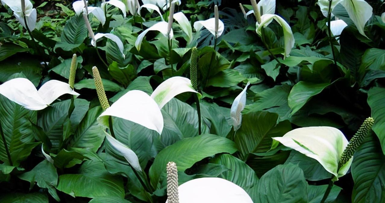 这4种植物最适合家养,净化环境的能力一流,还不知道就亏大了