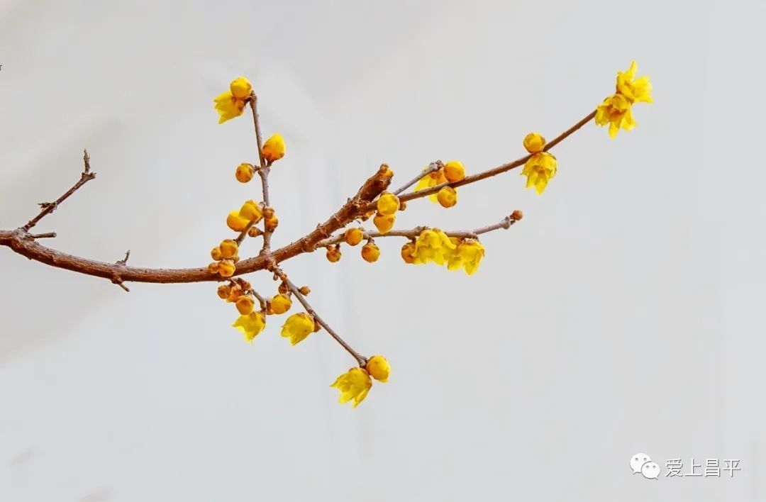 春的气息扑面而来！昌平各处繁花盛开