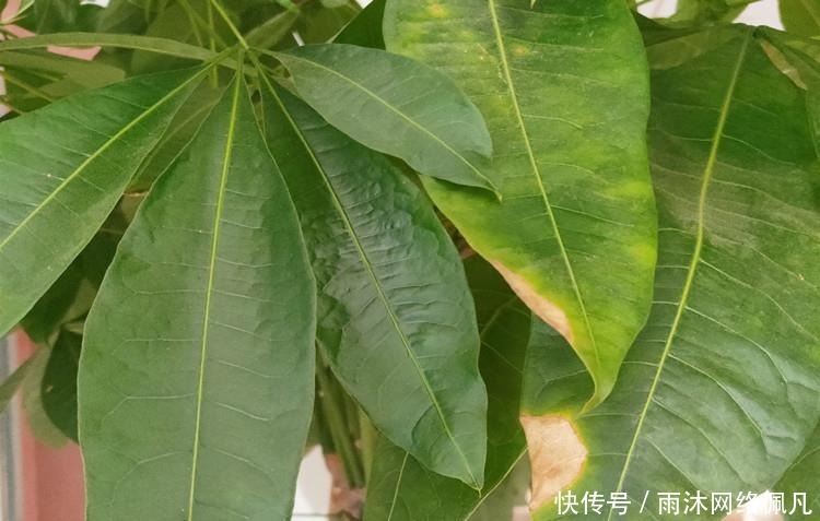 家养发财树,学会这“3件事”,轻松养得旺,叶片油绿