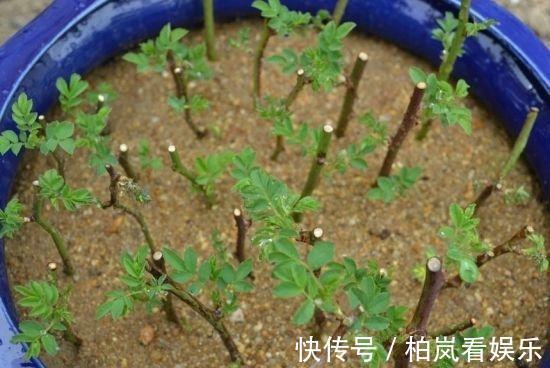 扦插别买“生根剂”，做好3件事，扦插一百根，个个都生根！