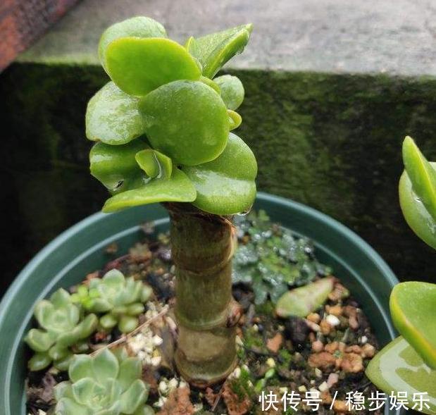 4种情况出现，就得给多肉''砍一刀''，植株方能越长越美