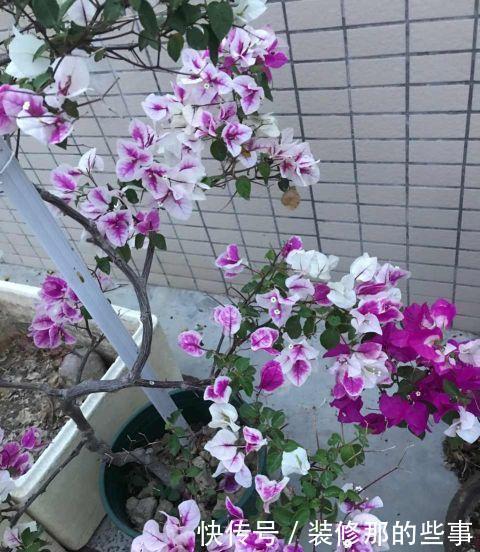 雨水|养三角梅,做好三件事,冠幅更大,花开数月