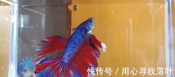 鱼缸|斗鱼换水的正确方法!
