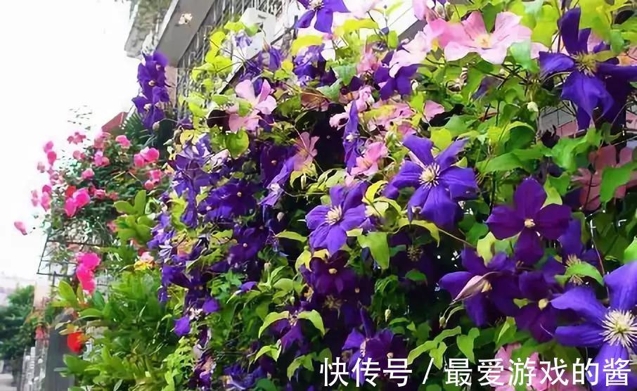 5种漂亮花，冬天爱睡觉，少水缺粮多晒晒才能长得好