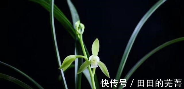 新人“入门级”浓香型,建兰大凤素,新手必备!