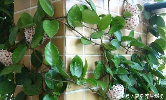 3种耐阴花,长久无光照样开花,养护省心不省美丽!