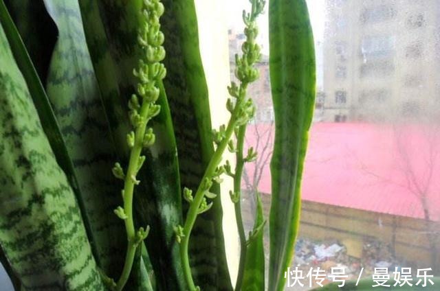 养虎尾兰，有一个“重点”，轻轻松松养爆盆，侧芽多，养10几年