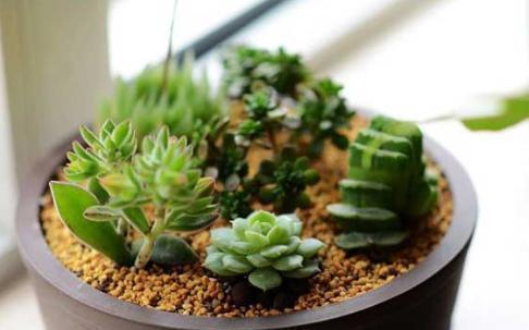 养花自制“生根水”，方法超简单，不花钱，还好用！