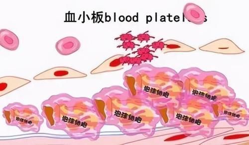 红枣|血小板低吃什么补的快?七种食疗增加血小板