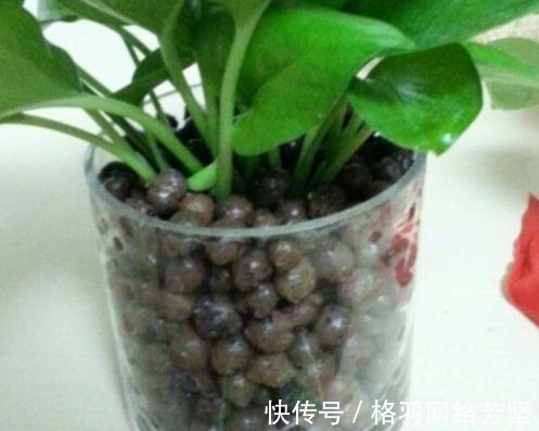 黄叶|绿萝又黄叶了, 这样一处理, 又是绿油油的一盆!