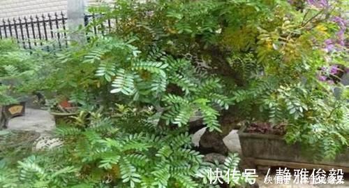 室内常摆放2种绿植，空气越来越好，让家人轻松拥有好睡眠