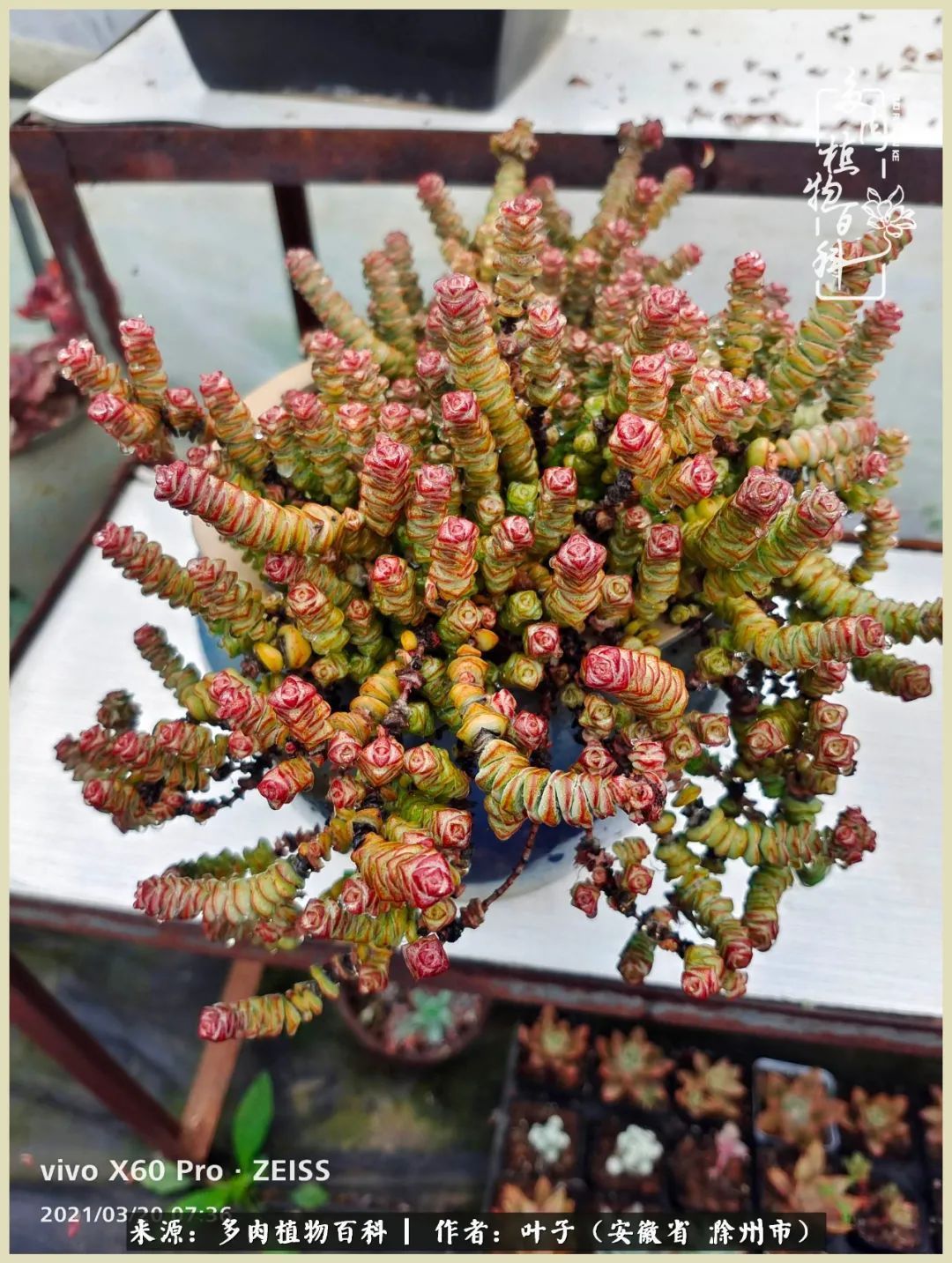 多肉相伴的美好时光，对多肉已是痴迷入骨！