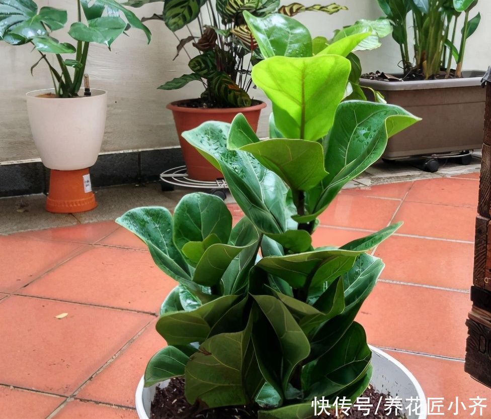 生根|5月可以扦插四种花，只要温度高，见土就生根