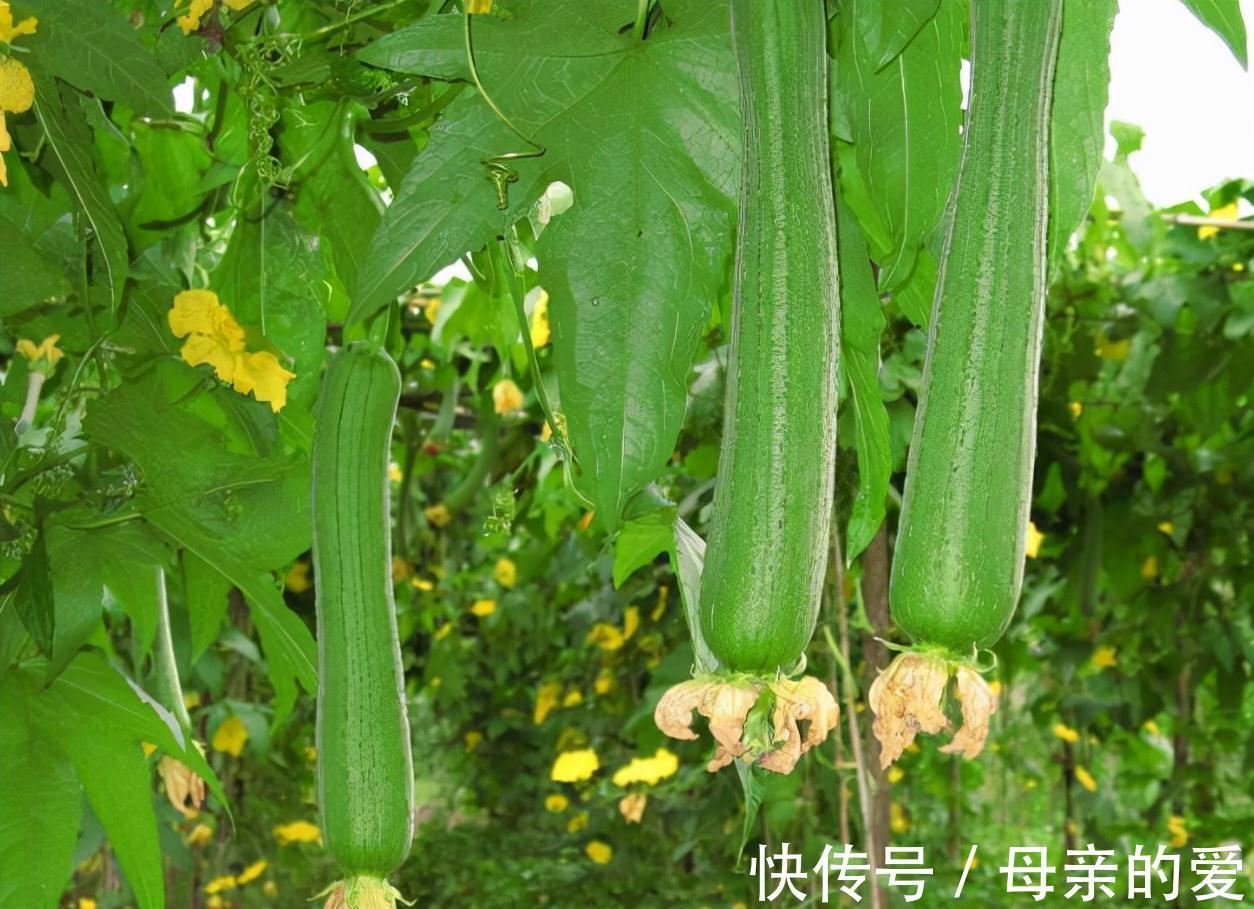 养生|女性养生坚持吃三种食物,排毒养颜、延缓衰老,早吃早受益