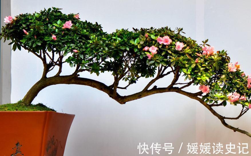 盆景制作,盆景原材料选择什么树种