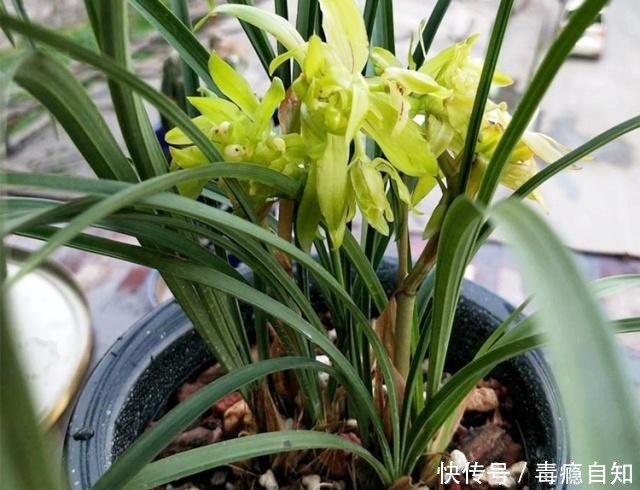 兰花容易出现软腐病做好这“4件事”,及时预防,才能株壮花美!