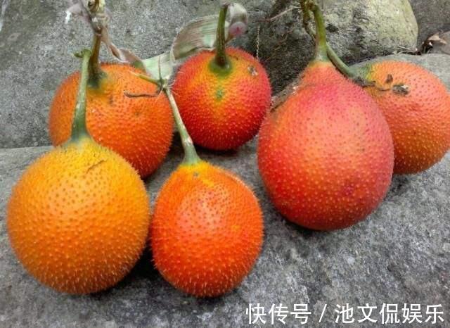 据说吃了长寿,看上去如鸡蛋长刺,茄红素超番茄70倍,一斤卖30元