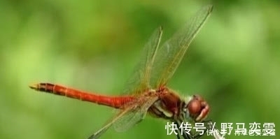 上联|上联“饥鸡盗稻童筒打”,秀才几个月后才对出下联,成为一副妙对