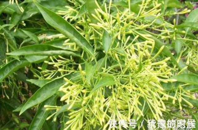 15种花有毒，家里有老人、小孩、孕妇或宠物的，要慎养