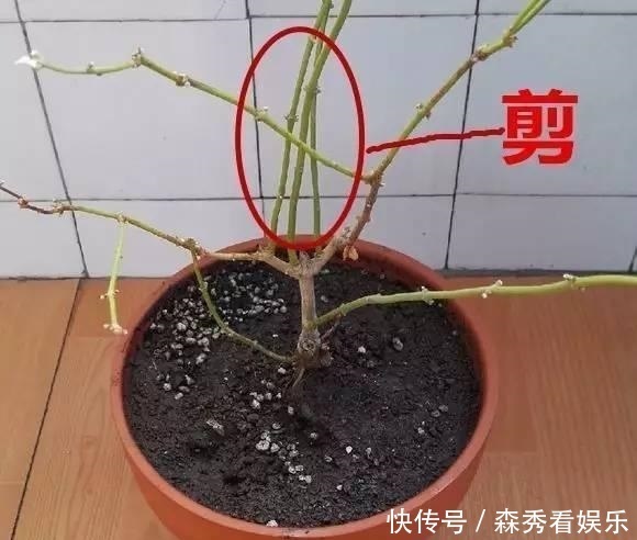 技巧|茉莉花养成“老桩”,1次开花上百朵,满园花香,技巧有4个