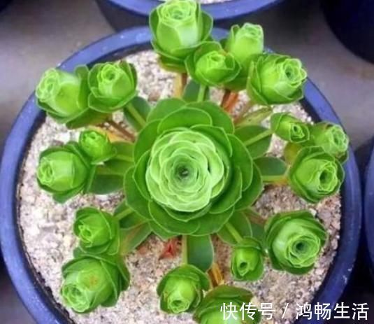 休眠|多肉一到夏季就休眠这3种长出“小包子”，照样美美哒