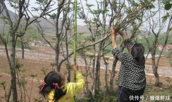 喜欢到农村挖野菜，三种容易记错的野菜的要分