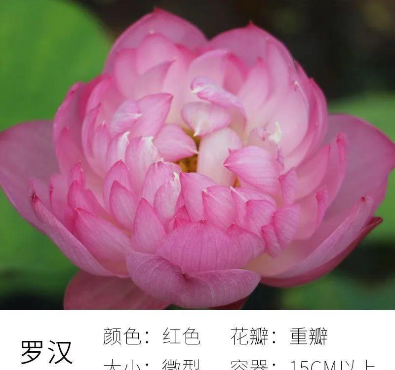 不怕晒的花,晒得越狠,花苞越多