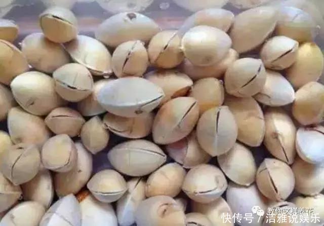 小苗|银杏还在买树上摘几粒种子丢盆里,洒点水,2周长成小苗!