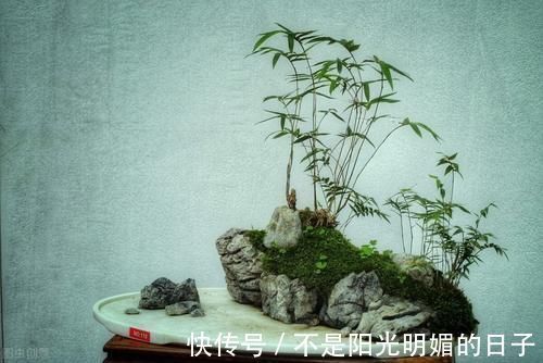 养护|养护盆景，几件犯忌的事不能干，干了任意一件，盆景不死也遭大难