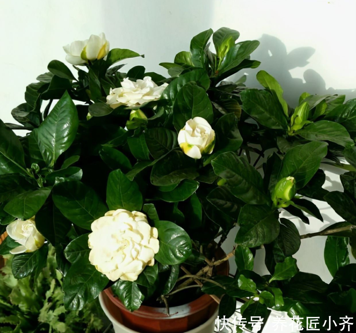 新手养花都被三种花坑过,虽然它们很漂亮,但是确实难养活
