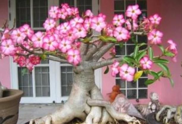 嫌每天浇水繁琐，就去养“4种植物”，环境越“旱”长得越旺