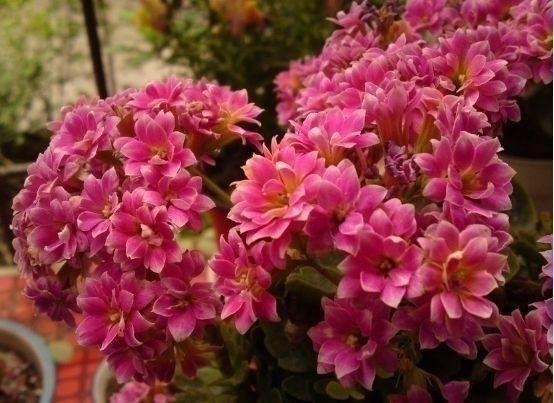 养花不在多,家中养上这“3种”,安宅又“旺财”,舒适又健康