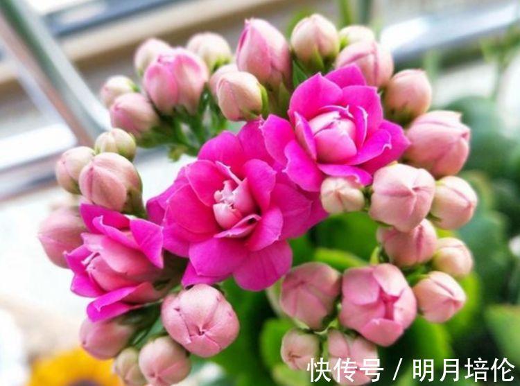 客厅|3种花被称为开花劳模,365天开花不断,花团锦簇,养在客厅美极了