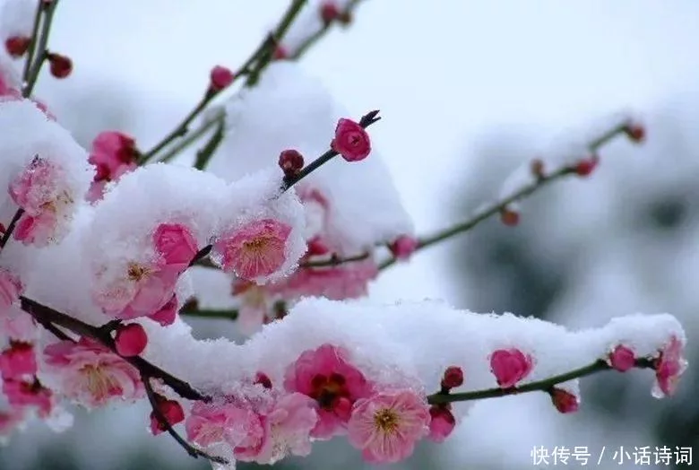 怎么可以错过（梅雪争春未肯降）梅雪争春未肯降骚人搁笔费评章这是什么意思 第14张