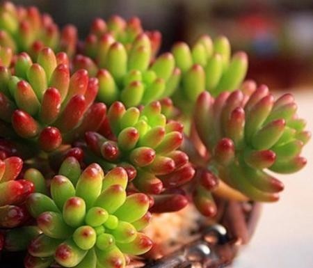 冬季温度|冬季室内养多肉,“3种水”尽量不要浇,才能不徒长,养出好状态