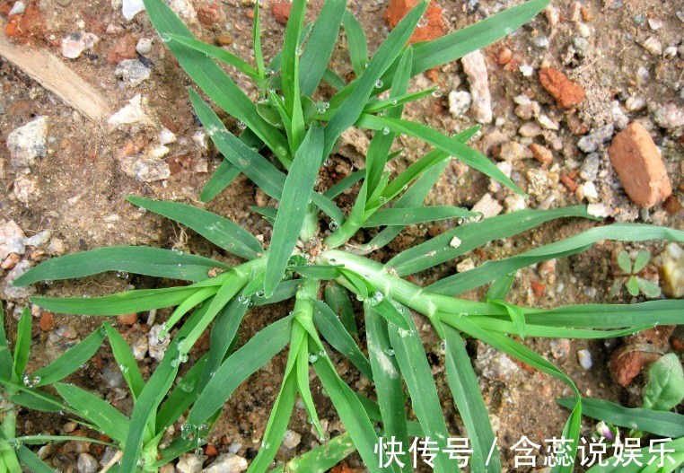 地头|田间地头常见的杂草，却能治风湿、清热解毒，后悔现在才知道！