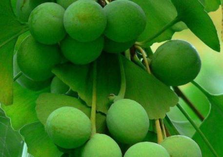 秋季这种“金果”掉满地,大家都说有毒,大妈却抢着捡回家