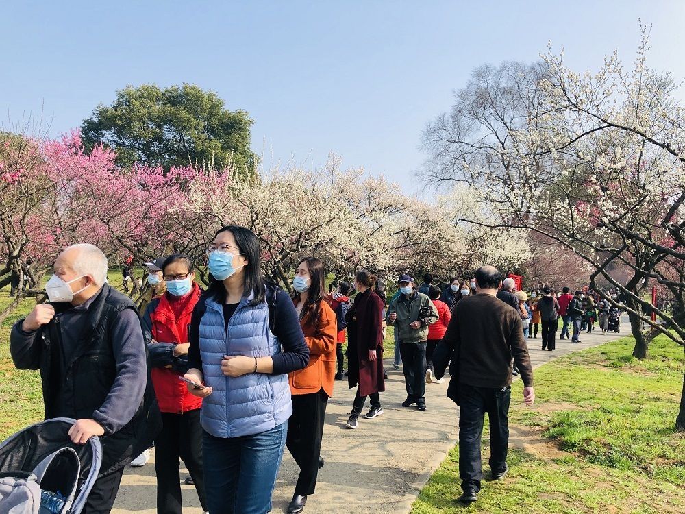 东湖梅园梅花进入盛花期，快来拍一张“最美全家福”