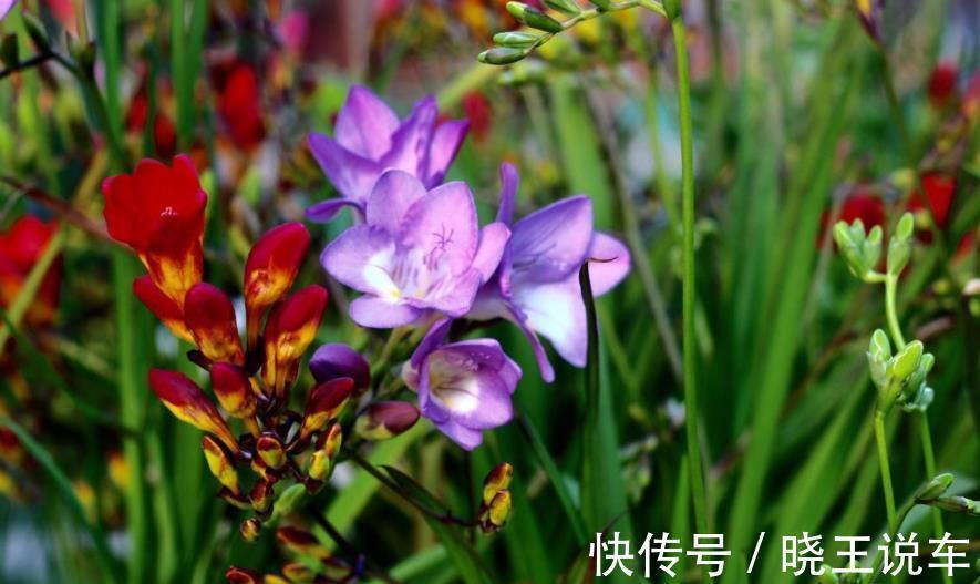 蟹爪兰|适合冬天养的8种漂亮花,被称作“开花机器”,好养好美易爆盆