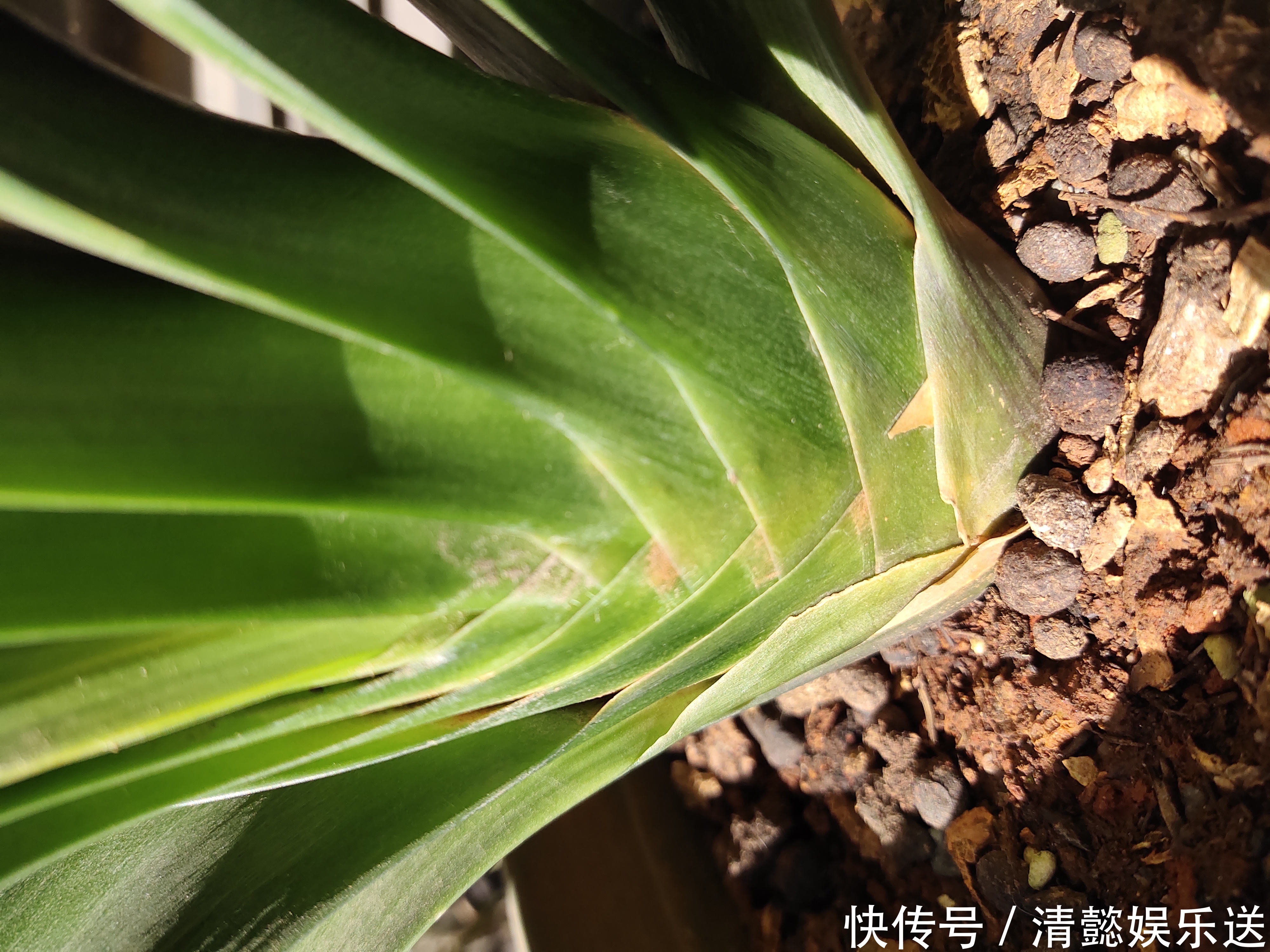 君子兰催花实操经验,现在行动,一个月后就冒花箭