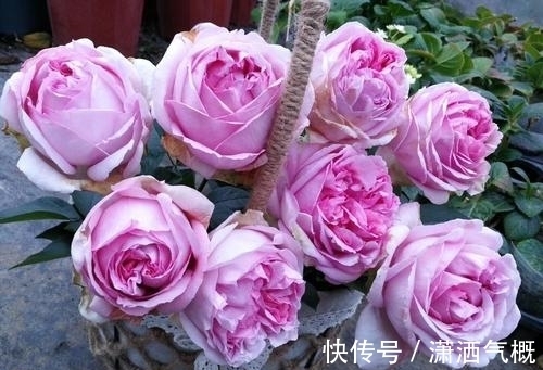 此款月季花,被称作“香香公主”,花朵大花型美,值得拥有!