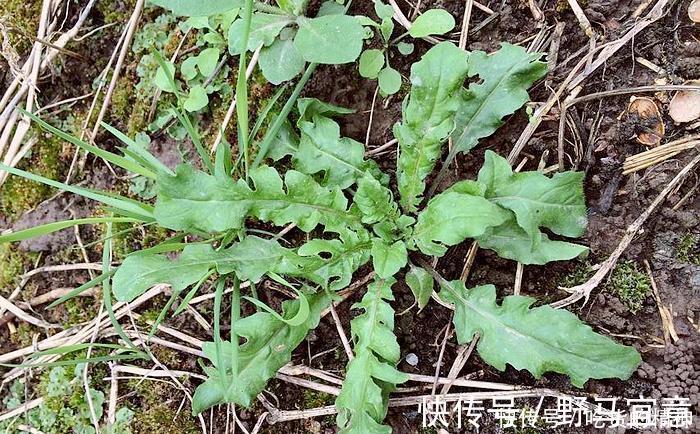油勺|麦田一种野草俗称“油勺子”，曾是穷人救命菜，如今想吃不好找
