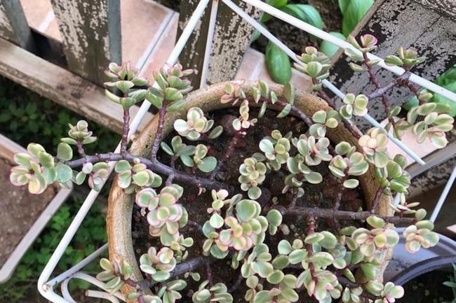 养多肉雅乐之舞,做好5要点、注意3事项,叶片嘭嘭肥起来,美极了