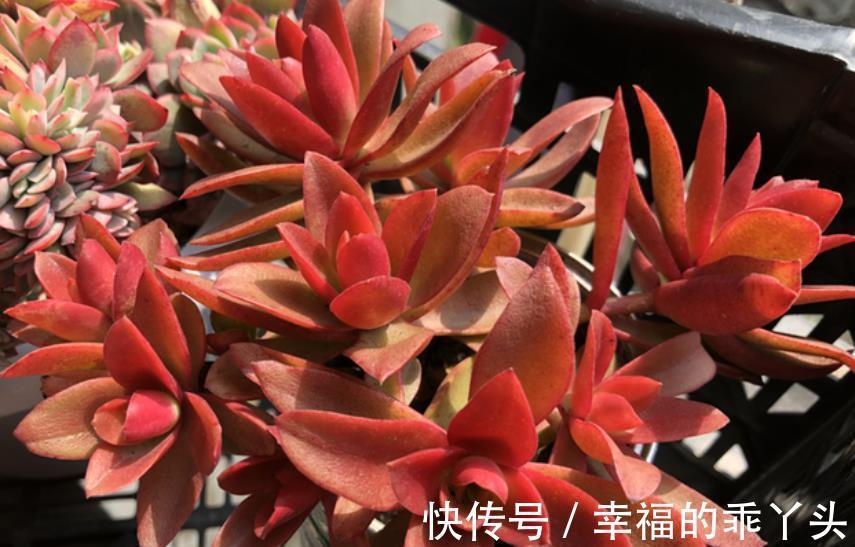 不怕冷的6种多肉,冬天开窗“冻一冻”,颜色靓丽惹人爱
