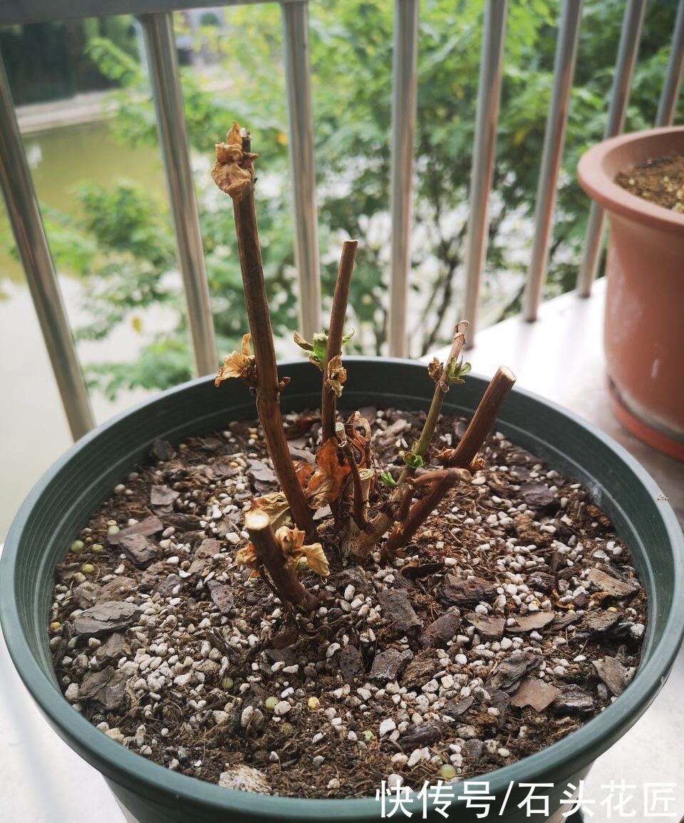 家里有此“4种花”，立春后就得“赶紧”修剪，迟了会影响生长