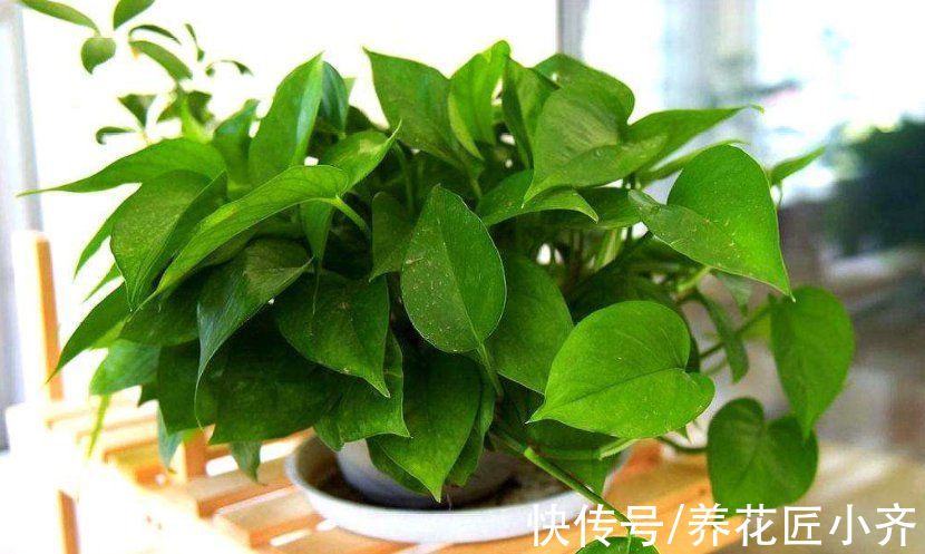 如果养不好绿萝，要记住“位置”摆放很重要，选对一年就能长爆盆